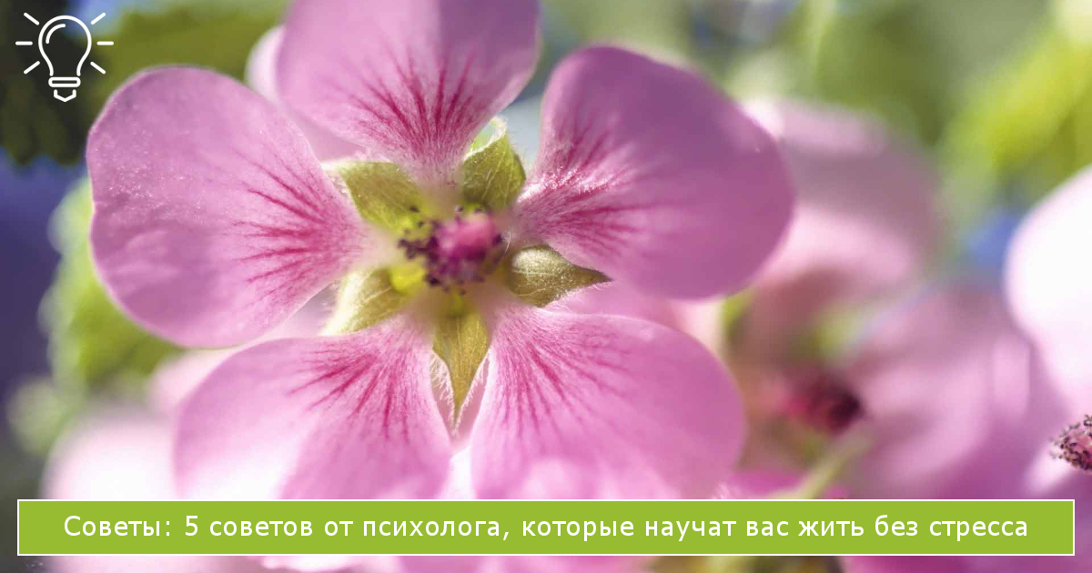 советы по стрессоустойчивости: 5 советов от психолога, которые научат вас жить без стресса